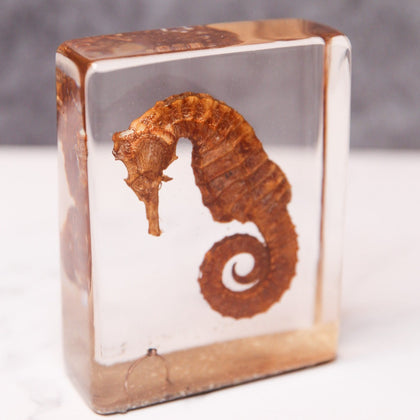 Caballito de Mar en resina epoxica